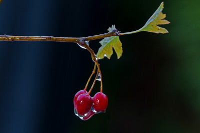 Jak zrobić nalewkę z głogu czyli głogówkę - przepis